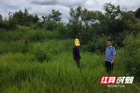 我为群众办实事丨邵东公安：民警帮助群众找回“迷途牛”图片