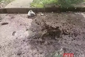 大冶一男子为泄愤，竟从8楼扔花盆被刑拘图片