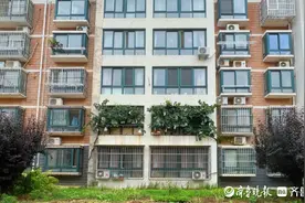 烟台：住户巧妙种出一“窗”葡萄，能遮阳挡热，还实现了葡萄自由图片