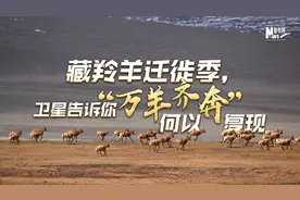 藏羚羊迁徙季，卫星告诉你“万羊齐奔”何以复现图片