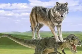 云南最近狂上分！先是“恐龙抗狼”，后是捡菌子遇见“显眼包”图片