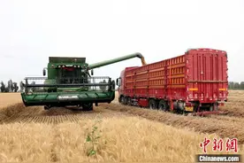 新疆兵团：小麦迎丰收 收割正当时图片