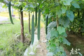 从化和丰丝瓜甜靓上市，6-11月均可采摘图片