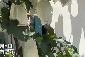 2楼窗外长满葡萄，年产七八十斤，住户：起初只为遮阳图片