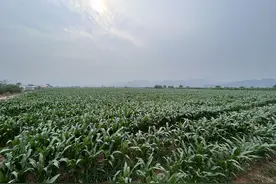 大华山镇百亩鲜食玉米成熟上市图片