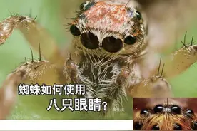 蜘蛛如何使用八只眼睛？图片