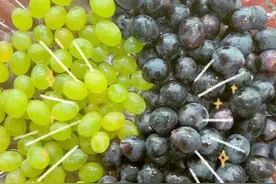 闵行本地葡萄上市，可采摘！“夏黑”“喜乐”等20多个品种等你来图片