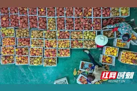 临湘：盛夏时节 黄桃采摘忙图片