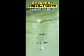 老虎湖中欲抓鸭子，结果鸭子潜水走位让其茫然，网友：第一次看到老虎懵圈的表情图片