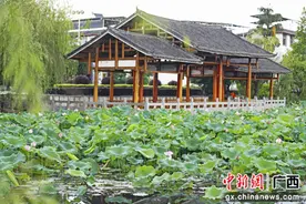 广西灵川县：荷花盛开夏意浓图片