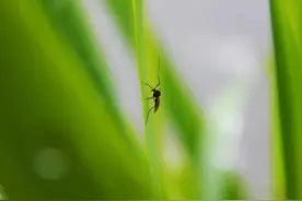 蚊虫叮咬后，为何有的人“包”大有的人“包”小？图片