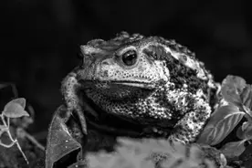 它世界 第520期 三有动物新增700多种 当宠物饲养可行？可刑！图片