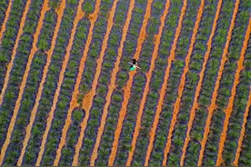 （外代二线）普罗旺斯的薰衣草花田图片