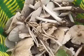 “疯狂冒头！”杭州不少人一筐筐带回家！一地10人吃后中招，严重可致死图片