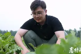 三农记者“战”三伏|西瓜清凉又解暑，摘瓜一身汗和土图片