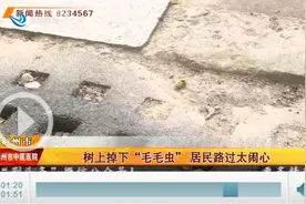 这里的行道树上掉毛毛虫 让人鸡皮疙瘩起一身图片