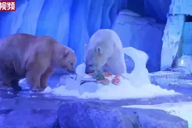 上海：海洋动物开启花式“消暑”模式图片