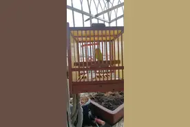 收养一只流浪的小鹦鹉，65岁老人高热多日呼吸衰竭图片