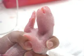 旅韩大熊猫“爱宝”顺利产下双胞胎幼崽图片