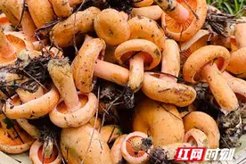 沅陵候子坪村：自然馈珍为村民增收图片