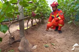 葡萄架下一只“小怪兽”意外被困！竟是国家二级保护动物狗獾图片