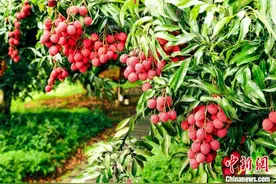 四川合江：又是一年荔枝红图片