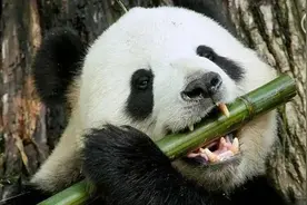 道中华| 大熊猫因何得名，又如何成为世界团宠？图片