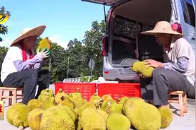 阳江：解锁菠萝蜜的花样吃法图片