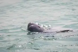 30项重点任务解码“与江共生” 镇江印发《推动长江经济带发展2023年重点工作安排》图片