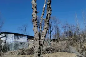 翟所祥：一段花椒木图片