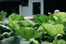 美极了！上海这些地方大片荷花惊艳亮相！乘公共交通直达图片