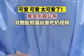 萌！爱宝乐园公布双胞胎熊猫幼崽吃奶视频图片