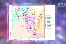 检测细胞4000多万个 中国科学家领衔发布猕猴大脑皮层细胞三维“地图”图片