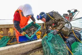 小海参何以撑起千亿产业链？图片