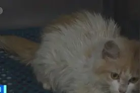 高度传染性！此地这一病毒迅速蔓延图片