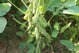 【夏收现场】喜丰收  毛豆变“金豆”图片