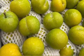 市场解码丨5颗李子22元，如此高价什么来头？图片