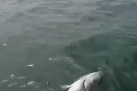 200多斤！舟山有人钓到一条巨型马鲛鱼！结果……图片