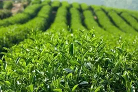 说字 | “茶”香飘世界图片