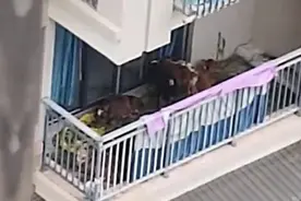 居民在5楼阳台养了7头牛！邻居苦不堪言图片