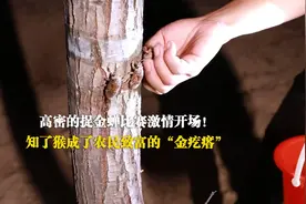 高密井沟镇的捉金蝉比赛激情开场！知了猴成了农民致富的“金疙瘩”图片