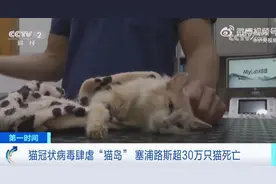 致死率近90%！猫冠状病毒蔓延“猫岛”，已致超过30万只猫死亡图片