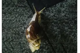 严重可致死！海南人，下雨后在路边看到这种动物，千万别碰！图片