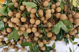 龙眼上市！价格比去年低，预计还会降图片