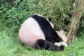 总台记者看世界丨一周两次生日会，旅德大熊猫成“流量明星”“和平使者”图片