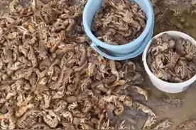 黄海观澜|野生海刺丰收，“大自然的馈赠”为啥偏待山东图片