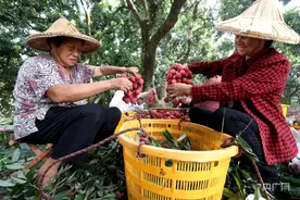 福建永春：荔枝飘香季 果农乐开怀图片