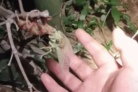 260元/斤！突然身价暴涨，这东西千万别乱吃图片