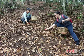 广西容县红菇迎丰年图片