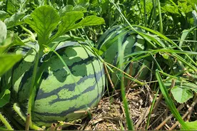 潜江：西瓜喜丰收 瓜农甜心头图片